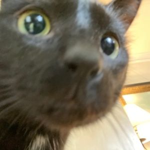 Meet your Posher, Samantha